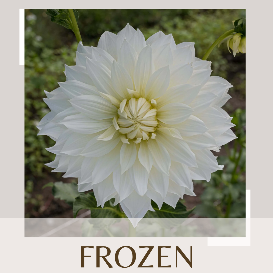 Dahlia Tubers-Shipping