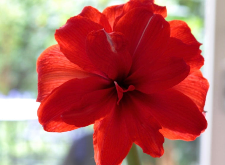 Holiday Potted Amaryllis