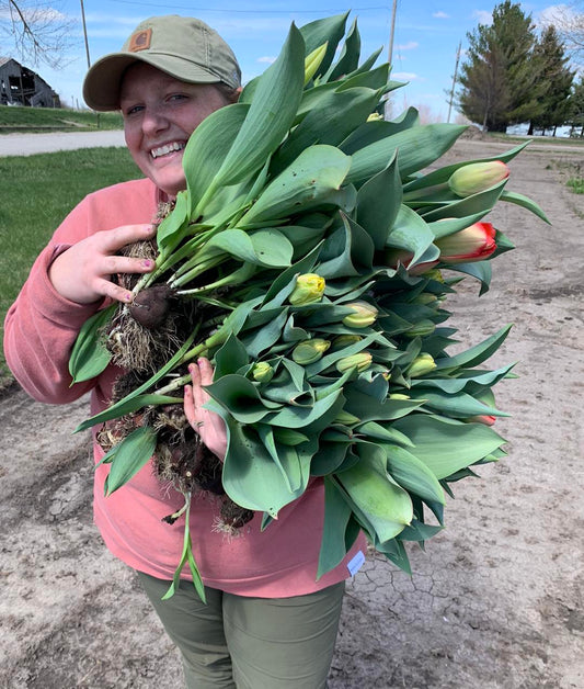 Shipped Tulip Bouquet