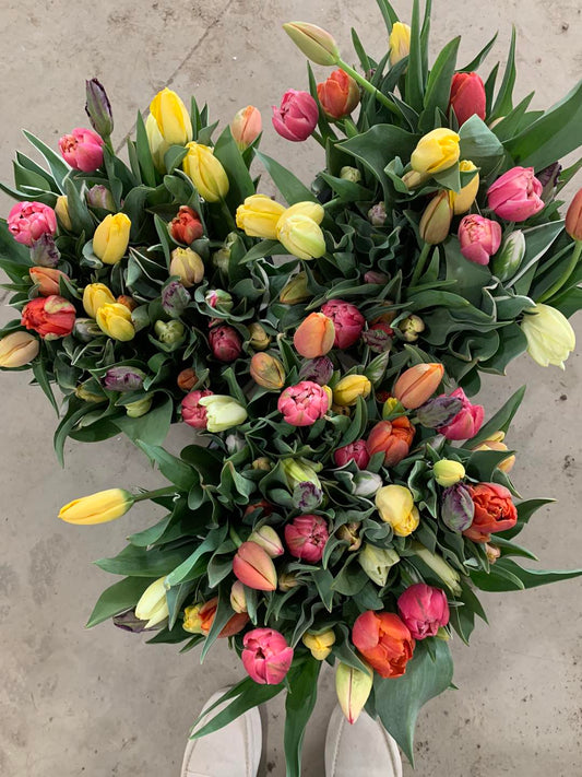 Dance Recital Tulip Preorder
