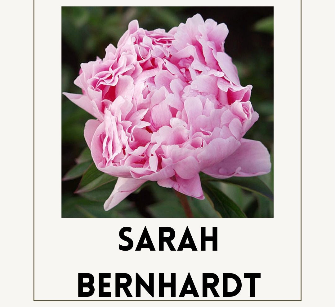 Peony Root Preorder-Sarah Bernhardt