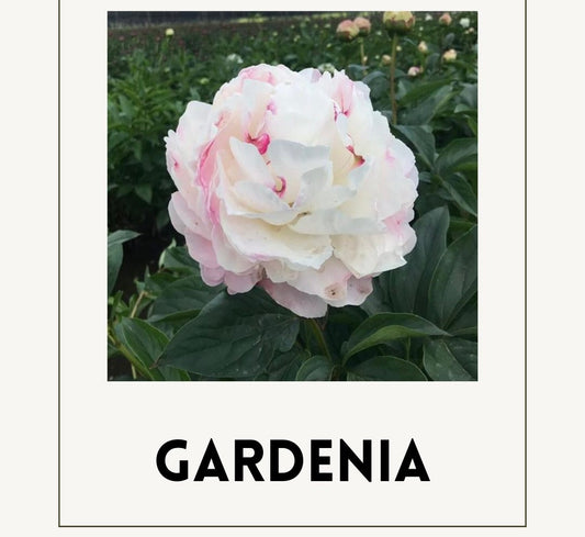 Peony Root Preorder-Gardenia