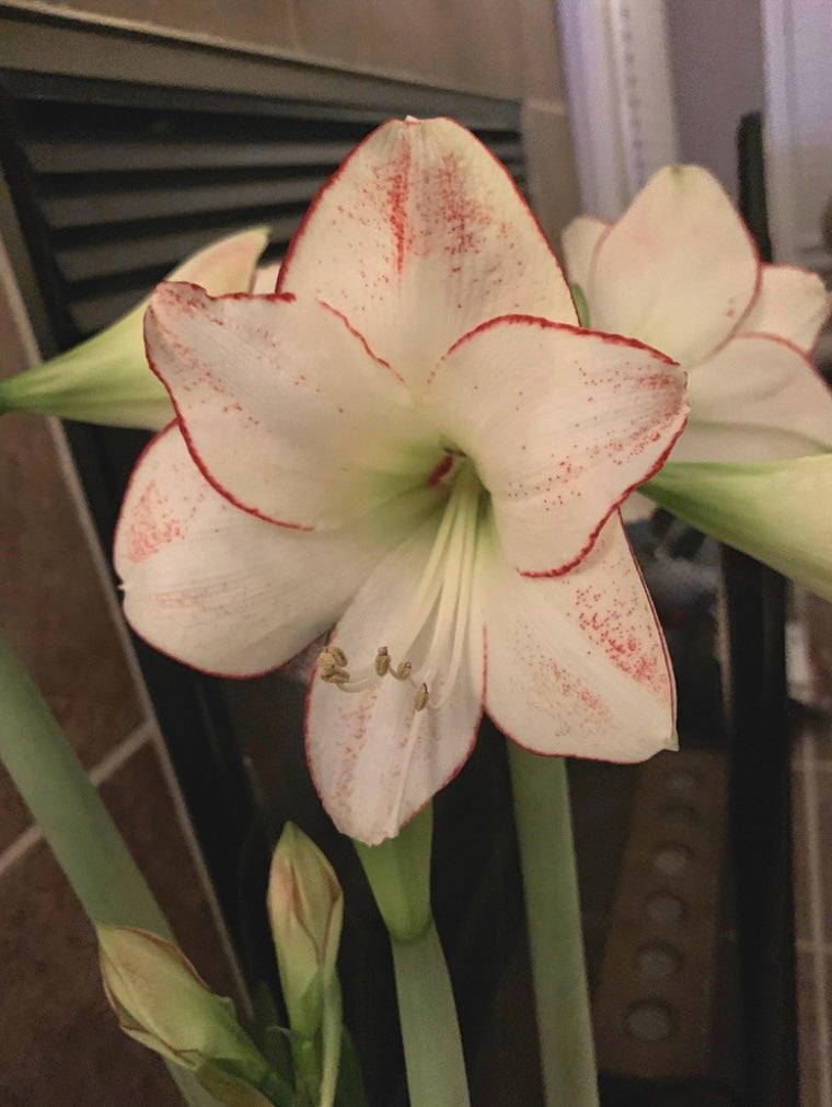 Holiday Potted Amaryllis