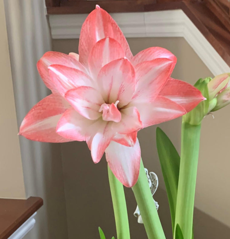 Holiday Potted Amaryllis