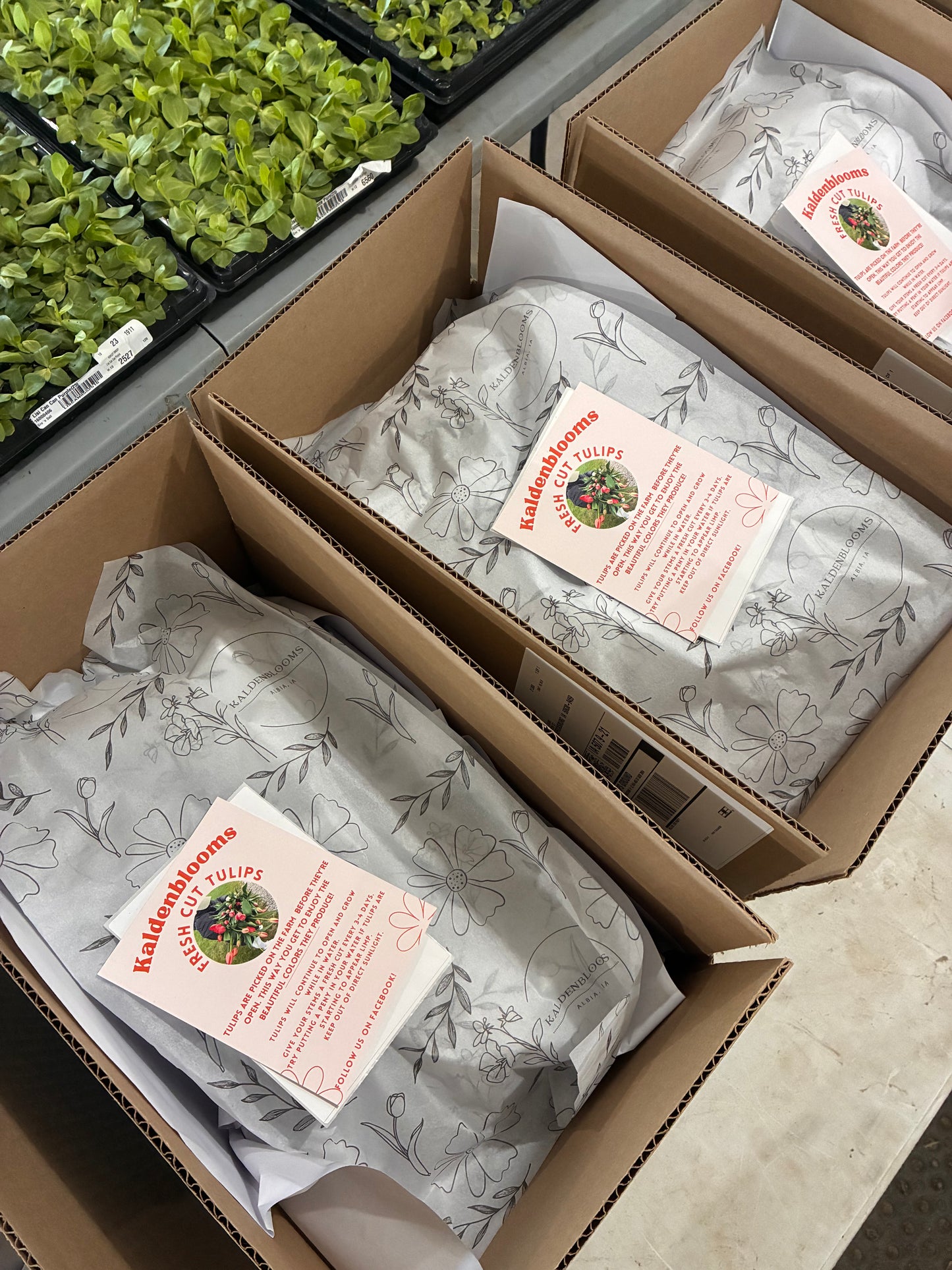 Shipped Peony Bouquets